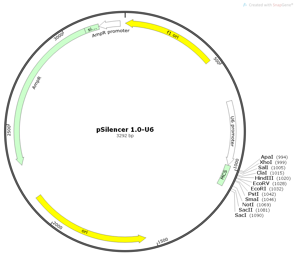 pSilencer 1.0-U6载体图谱
